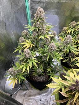 Stardawg Auto - картинка 7