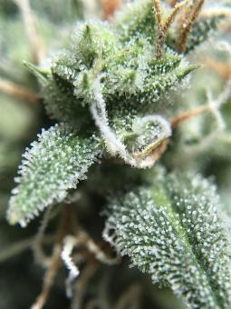 Lemon Pie Auto - картинка 5