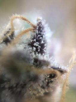 Mimosa Cake Auto - картинка 7