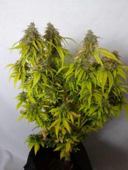 Auto Jack Herer genetics - картинка 3