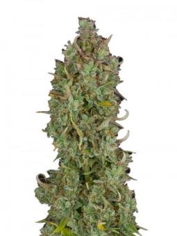 Kali Bubba reg - картинка 10