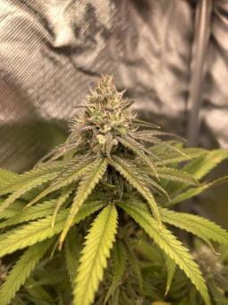 Zombie Kush - картинка 8