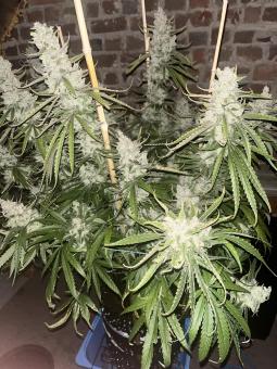 Super Lemon Haze x Pink Cande - картинка 5