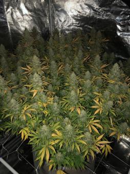 Black Jack - картинка 3