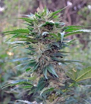 Auto Think Big - картинка 2