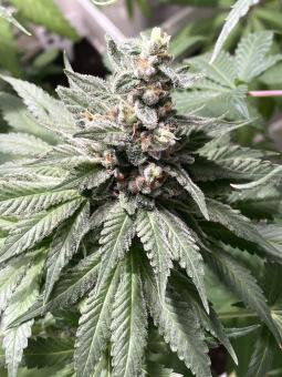 Descojack - картинка 3