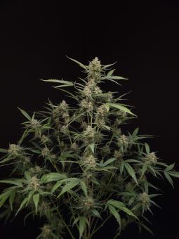 American Cookies - картинка 3