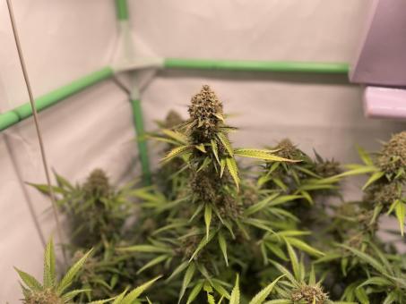 Tangie Auto - картинка 1