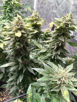 Jack’s Dream - картинка 5