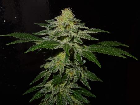 S.A.D. Sweet Afgani Delicious S1 - картинка 2