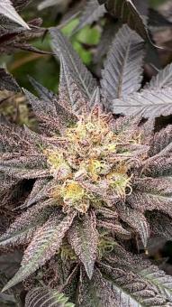 Zombie Kush - картинка 5