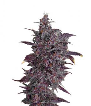 Black Cream Auto - картинка 5