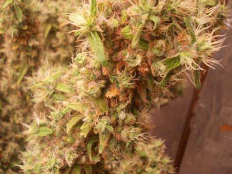 Og Double Kush - картинка 6