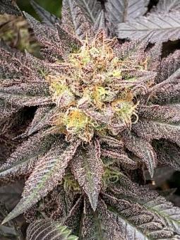 Zombie Kush - картинка 7