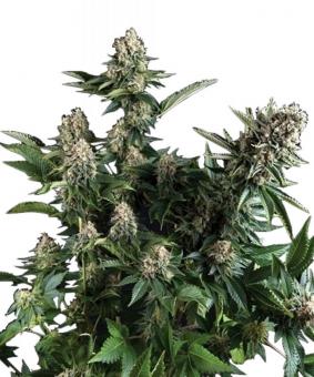 Auto White Widow - картинка 4