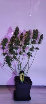 Cookies and Cream - картинка 7