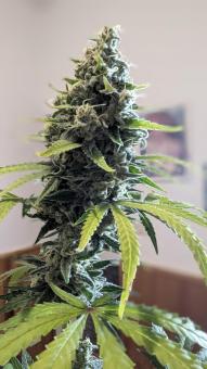 Papaya Zoap F1 Fast Version - картинка 6