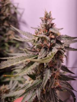 Jack 47 Auto - картинка 3