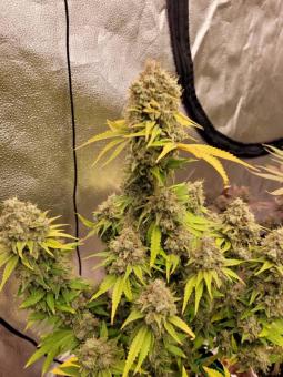 Wedding Crasher - картинка 9