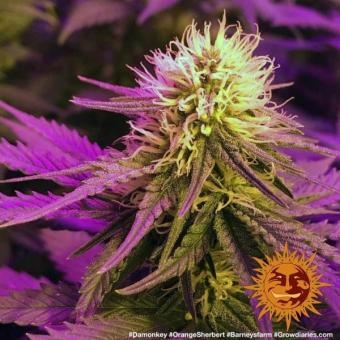 Orange Sherbert - картинка 2