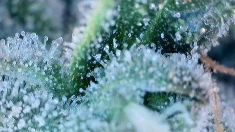 Californian Gold - картинка 6