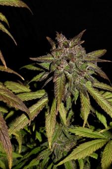 Smoothie Auto - картинка 7