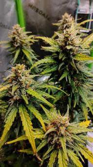 Kamala OG Auto - картинка 3