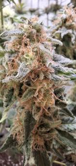 Mendocino Skunk - картинка 2