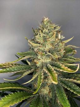 Hawaiian Snow - картинка 1