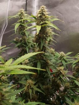 Buddha Auto White Widow - картинка 2