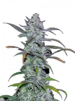 Forbidden Runtz Auto - картинка 7