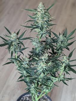 Gorilla Zkittlez Auto - картинка 4