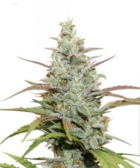 Mokum’s Tulip - картинка 5