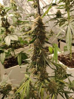 Guava x Gelato 41 Auto - картинка 5