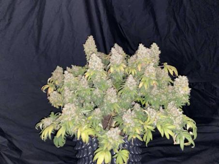 Motavation reg - картинка 6