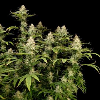 Orange Sherbet FF - картинка 4