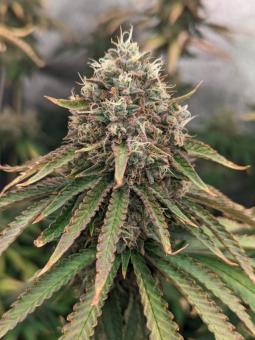 Ztrawberry - картинка 2