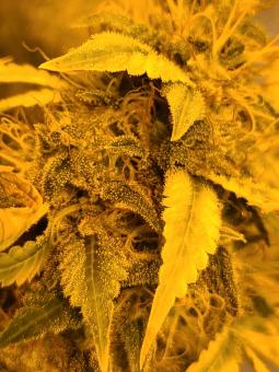 Tahoe Cure - картинка 6