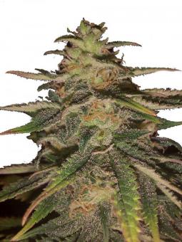 OG Russian genetics - картинка 3