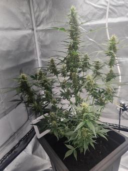 Il Diavolo Auto - картинка 3