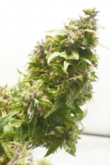 Medikit Auto - картинка 4