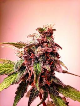 Sunday Punch - картинка 2