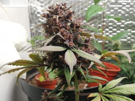 Super Hash - картинка 5