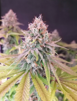 Super Bud - картинка 4