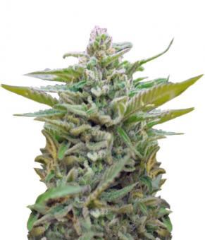 Black Jack Auto - картинка 1