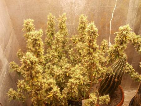 Og Double Kush - картинка 4