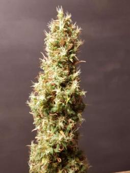 Deepforest Super Auto - картинка 3