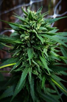 Passion #1 - картинка 7