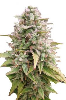 Gulupa - картинка 7