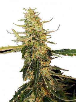 Buddha Auto White Widow - картинка 1